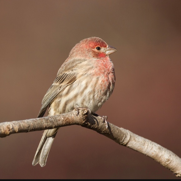 Meet your posher - Picture 1 of 1